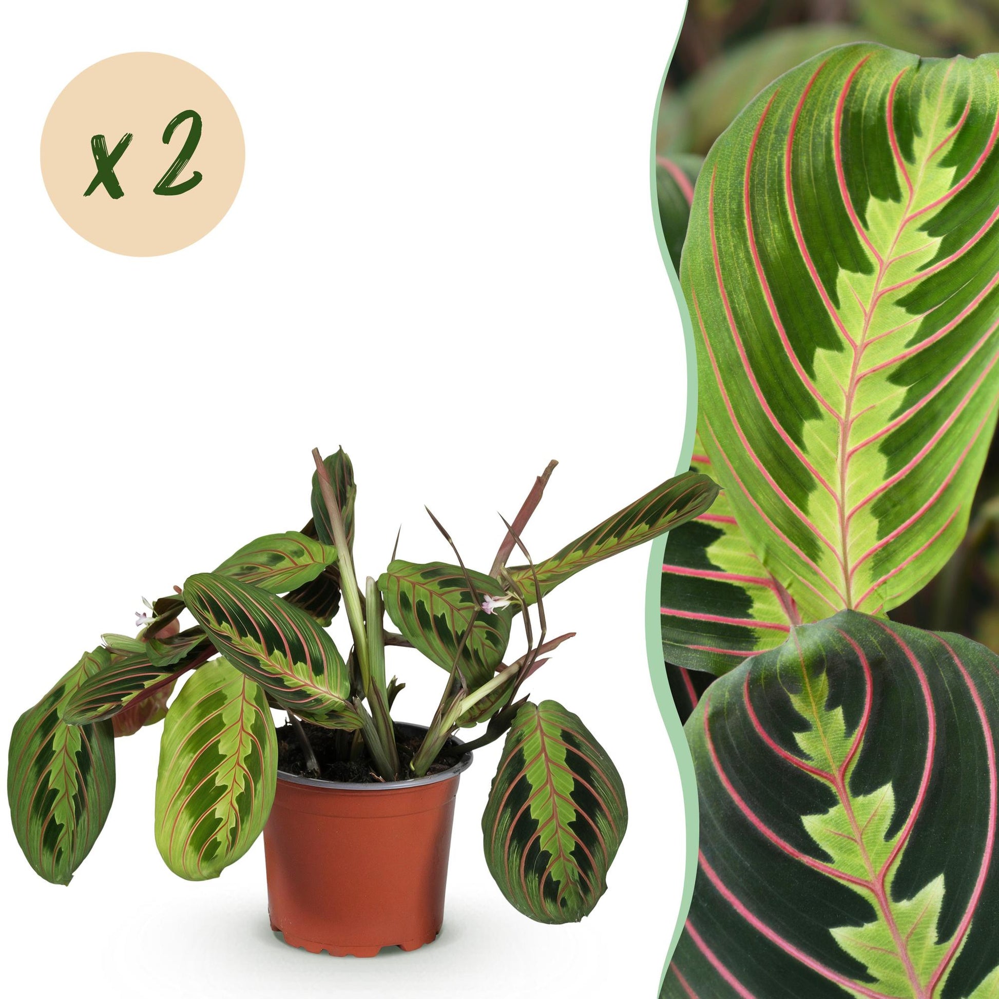 Cette Maranta Fascinator Tricolour est présentée dans son pot de culture de 12cm, avec des feuilles vert foncé, des nervures roses intenses