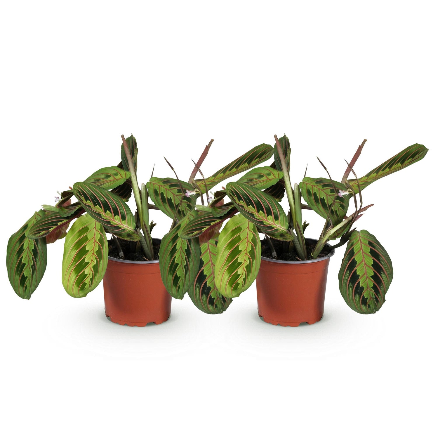 Maranta Fascinator Tricolour - Plante de prière - Pot de 12cm - Hauteur 30-35cm - plantandstories
