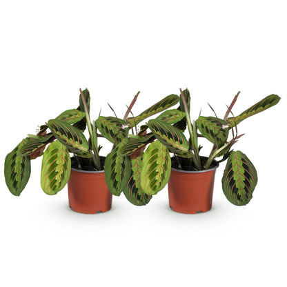 Plusieurs Maranta Fascinator Tricolour en pots de culture, avec leur feuillage vert aux nervures rouges bien distinctes