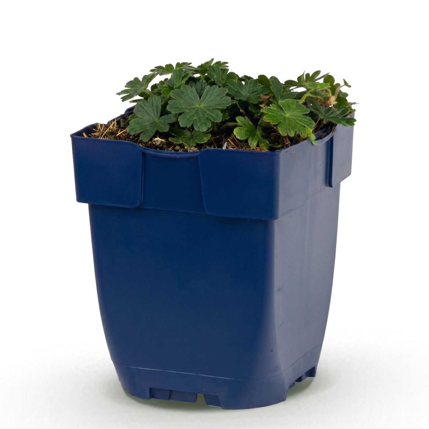 Géranium sanguin 'Max Frei' en pot bleu, jeune plant avec feuillage vert luxuriant sur fond blanc, prêt à être planté.