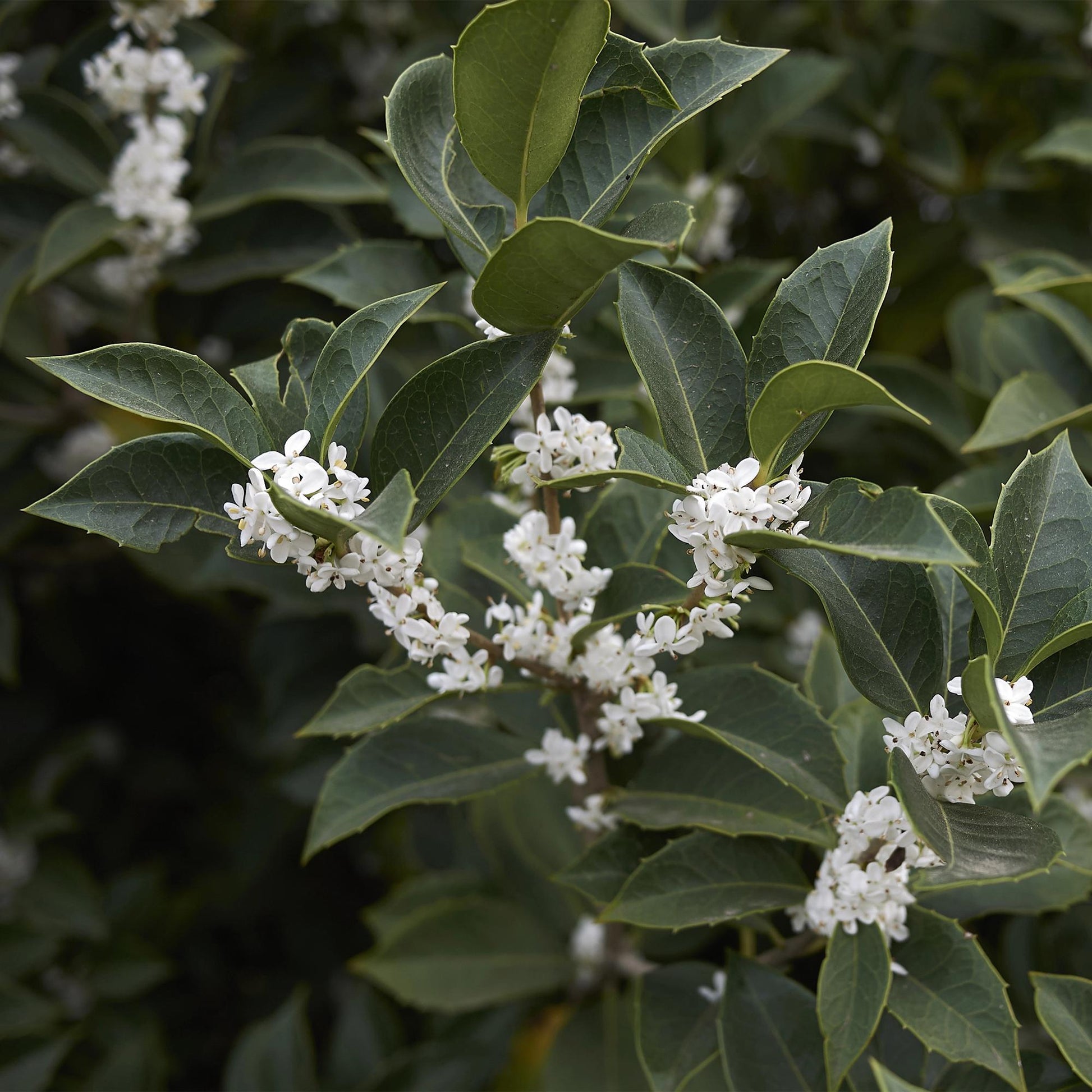 Osmanthus burkwoodii, gros plan sur ses feuilles vert foncé et ses délicates fleurs blanches parfumées en grappes, formant une belle plante 