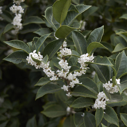 Osmanthus burkwoodii, gros plan sur ses feuilles vert foncé et ses délicates fleurs blanches parfumées en grappes, formant une belle plante 