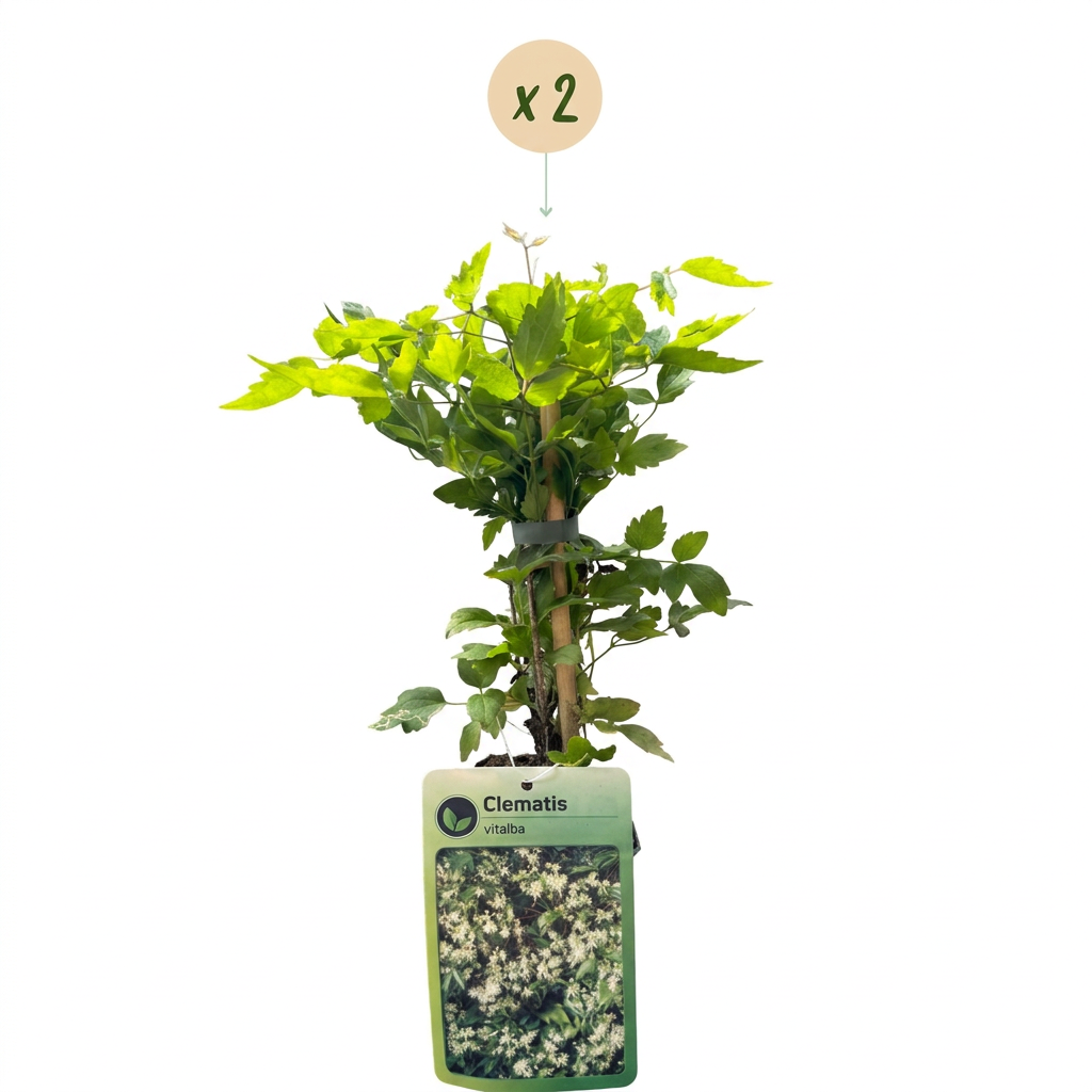 Clématite des haies (Clematis vitalba) - grimpante parfumée