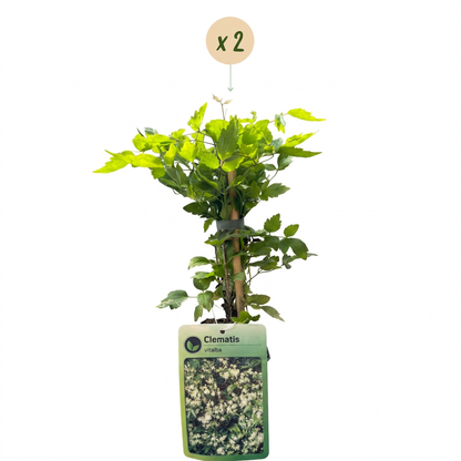 Clématite des haies (Clematis vitalba) - grimpante parfumée