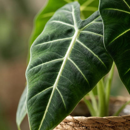 Plante d'intérieur - Oreille d'éléphant - Alocasia Frydek - Vert - Peu d'entretien - 1 Plante - avec Panier - Pot 19cm - Hauteur 60cm