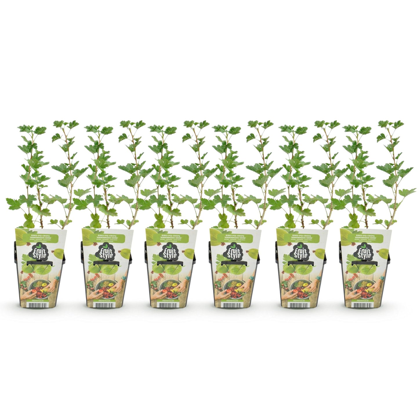 Groseillier Hinnonmaki Grun, 6 jeunes plants avec feuillage vert sur fond blanc, présentés dans des pots de 9cm avec des étiquettes de marqu