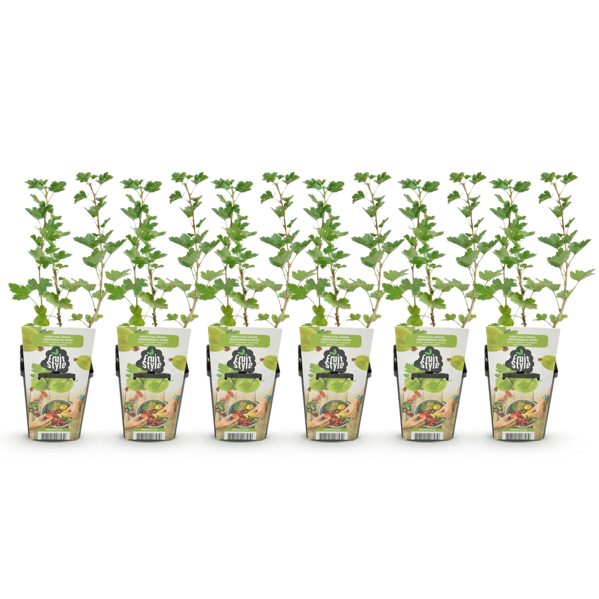 Groseillier Hinnonmaki Grun, 6 jeunes plants avec feuillage vert sur fond blanc, présentés dans des pots de 9cm avec des étiquettes de marqu