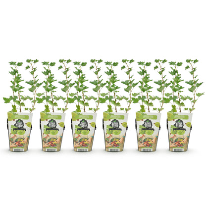Groseillier Hinnonmaki Grun, 6 jeunes plants avec feuillage vert sur fond blanc, présentés dans des pots de 9cm avec des étiquettes de marqu