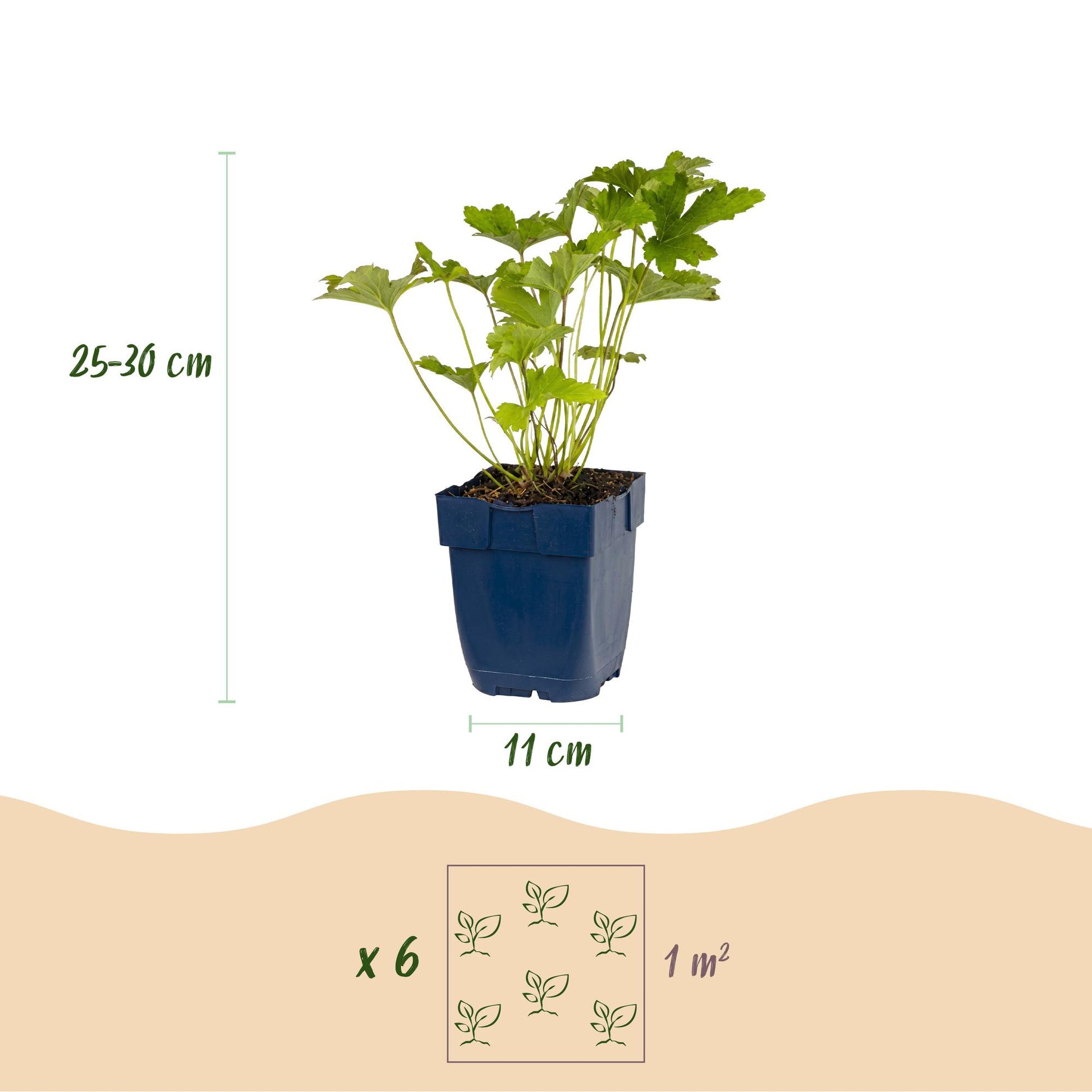 Plantes vivaces : infographie montrant un plant en pot, sa hauteur (25-30 cm) et le diamètre du pot (11 cm), ainsi que l'espacement pour 6 p