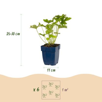 Plantes vivaces : infographie montrant un plant en pot, sa hauteur (25-30 cm) et le diamètre du pot (11 cm), ainsi que l'espacement pour 6 p
