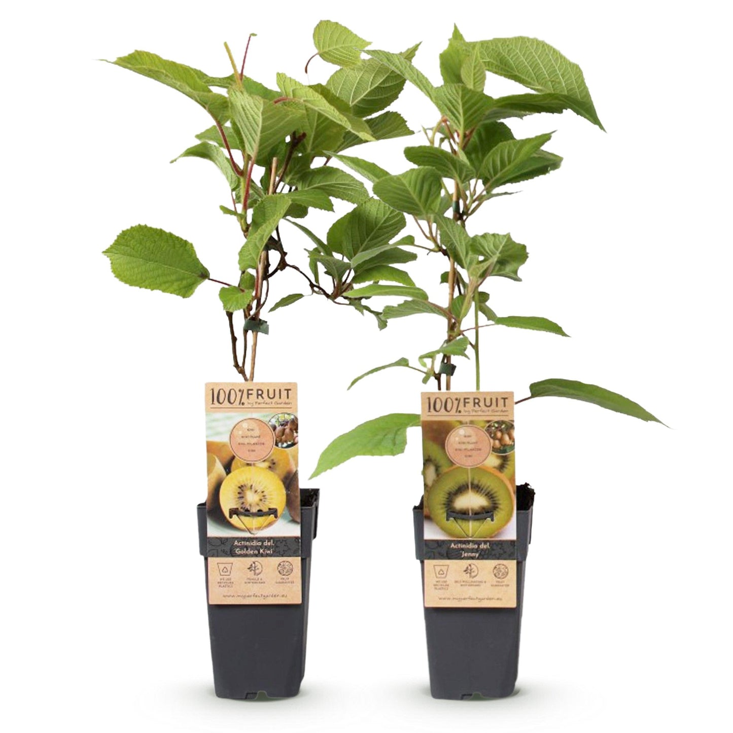 Kiwi Verte & Jaune - Actinidia deliciosa Jenny & Kiwi Doré. Deux plants de kiwi en pots noirs sur fond blanc, avec étiquettes '100% FRUIT' m