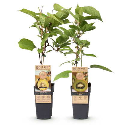Kiwi Verte & Jaune - Actinidia deliciosa Jenny & Kiwi Doré. Deux plants de kiwi en pots noirs sur fond blanc, avec étiquettes '100% FRUIT' m