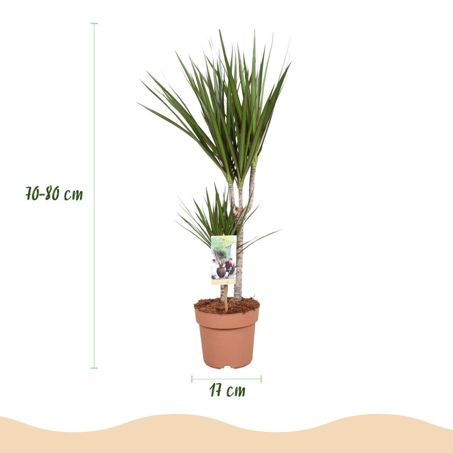 Plantes d'intérieur - Dracaena Marginata - Dragonnier - Peu d'entretien - Vert - 1 Plante - Pot 17cm - Hauteur 70-80cm
