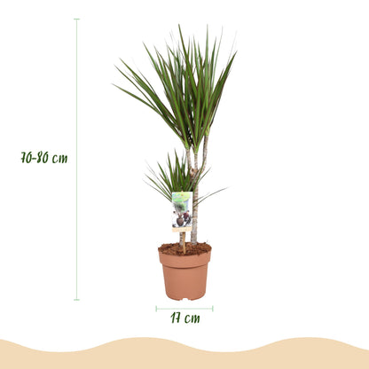 Plantes d'intérieur - Dracaena Marginata - Dragonnier - Peu d'entretien - Vert - 1 Plante - Pot 17cm - Hauteur 70-80cm