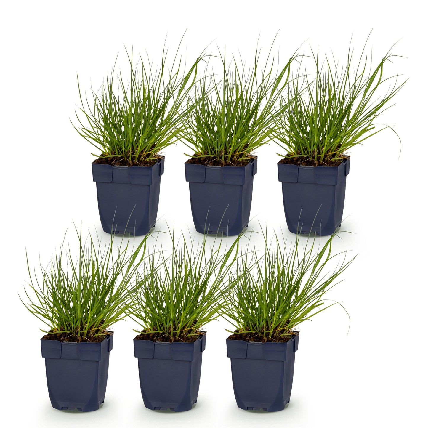 Panicum virgatum Northwind, lot de 6 jeunes plants en pot de 11cm, sur fond blanc. Chaque plante mesure 15-25cm de haut.