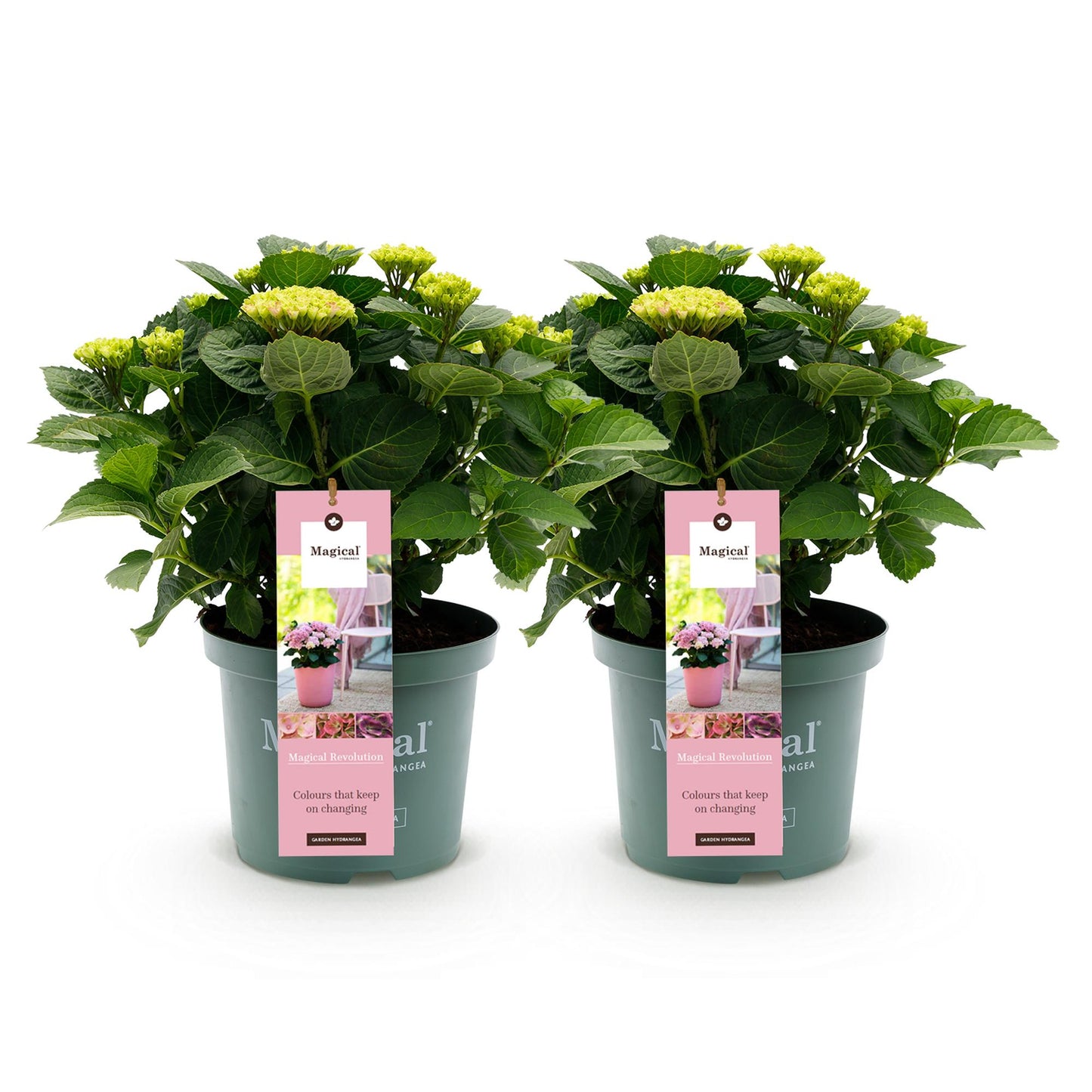 Hortensia Magical Revolution Blue. Lot de deux hortensias en pot sur fond blanc, avec des fleurs verdâtres prêtes à éclore.