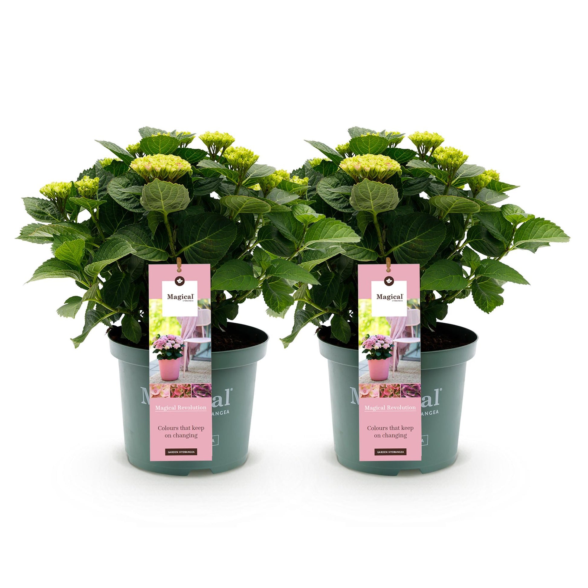 Hortensia Magical Revolution Blue. Lot de deux hortensias en pot sur fond blanc, avec des fleurs verdâtres prêtes à éclore.