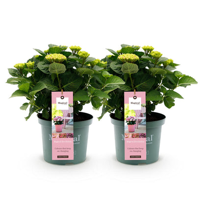 Hortensia Magical Revolution Blue. Lot de deux hortensias en pot sur fond blanc, avec des fleurs verdâtres prêtes à éclore.