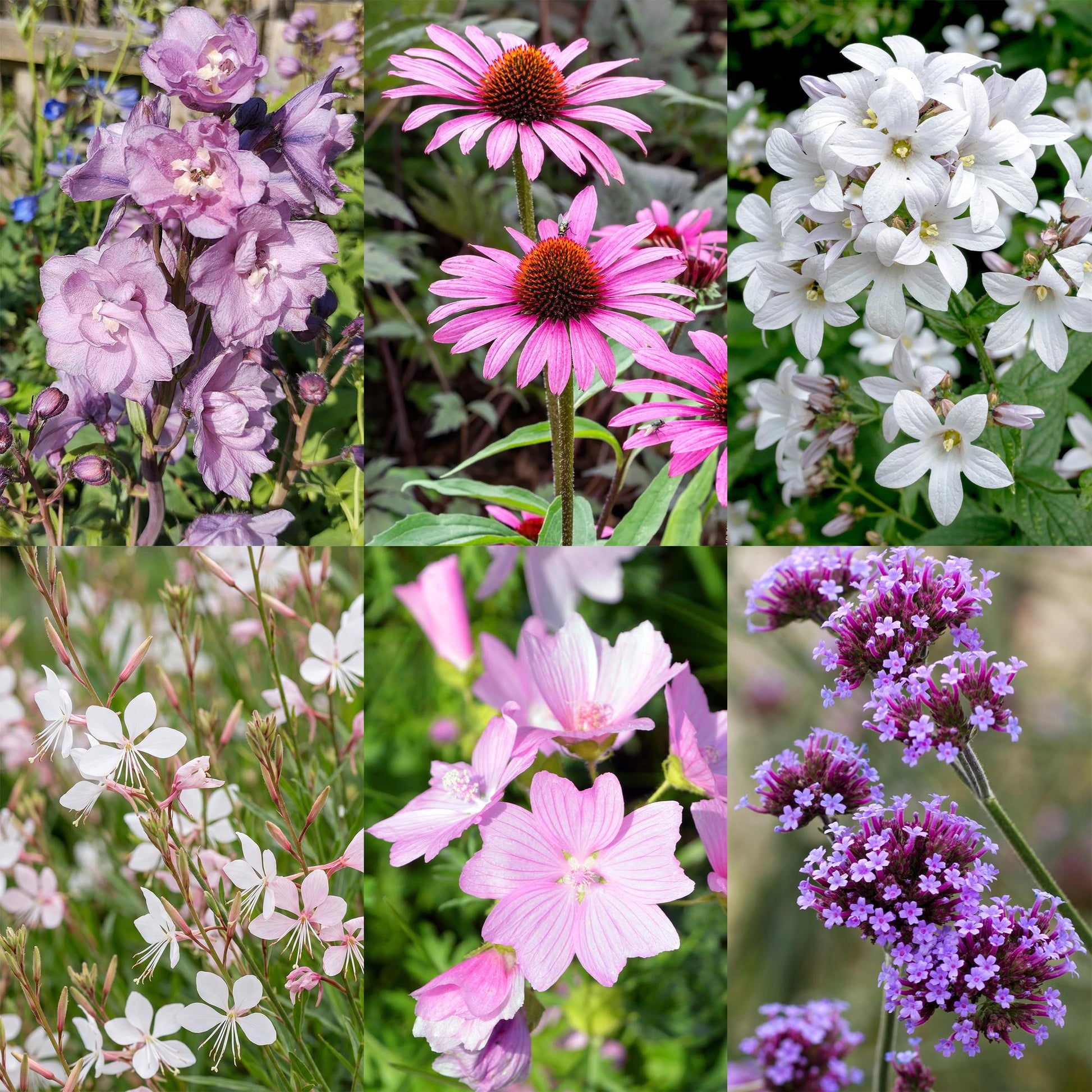 Collection de plantes vivaces : six variétés différentes aux fleurs roses, blanches et violettes, idéales pour massifs et attirant abeilles 