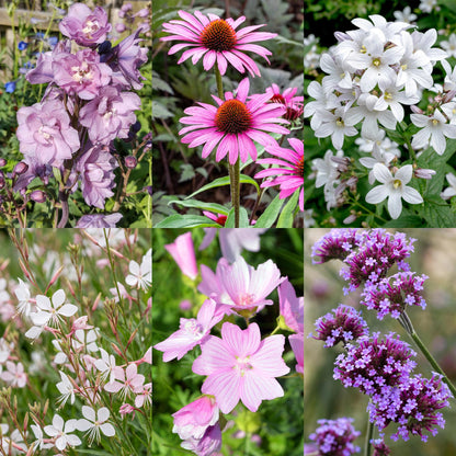Collection de plantes vivaces : six variétés différentes aux fleurs roses, blanches et violettes, idéales pour massifs et attirant abeilles 
