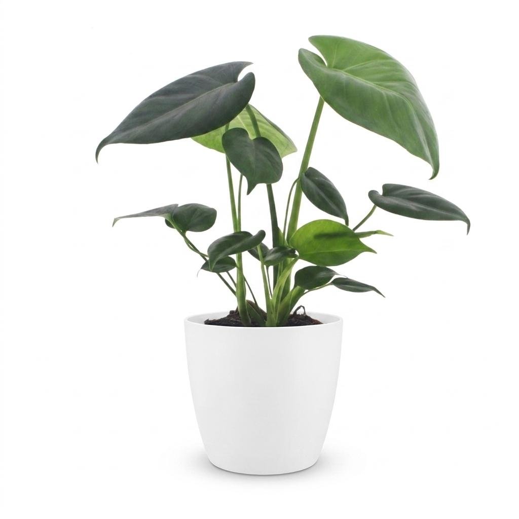 Monstera Deliciosa - Pot de 12cm - plantandstories