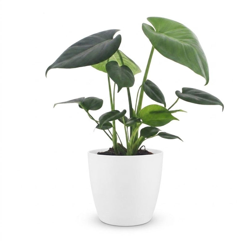 Monstera Deliciosa - Pot de 12cm