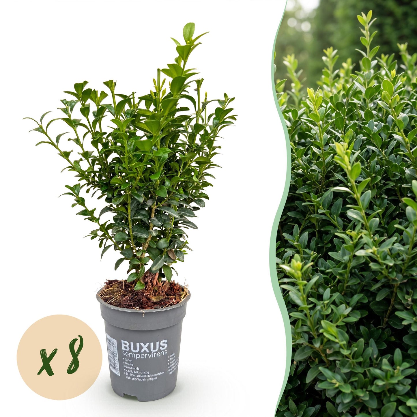 Buxus sempervirens, lot de 8 plants en pot avec un feuillage dense et vert, idéal pour une haie, sur fond blanc avec un aperçu de haie.