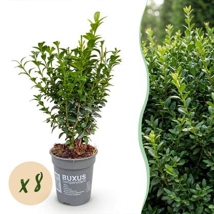 Buxus sempervirens, lot de 8 plants en pot avec un feuillage dense et vert, idéal pour une haie, sur fond blanc avec un aperçu de haie.