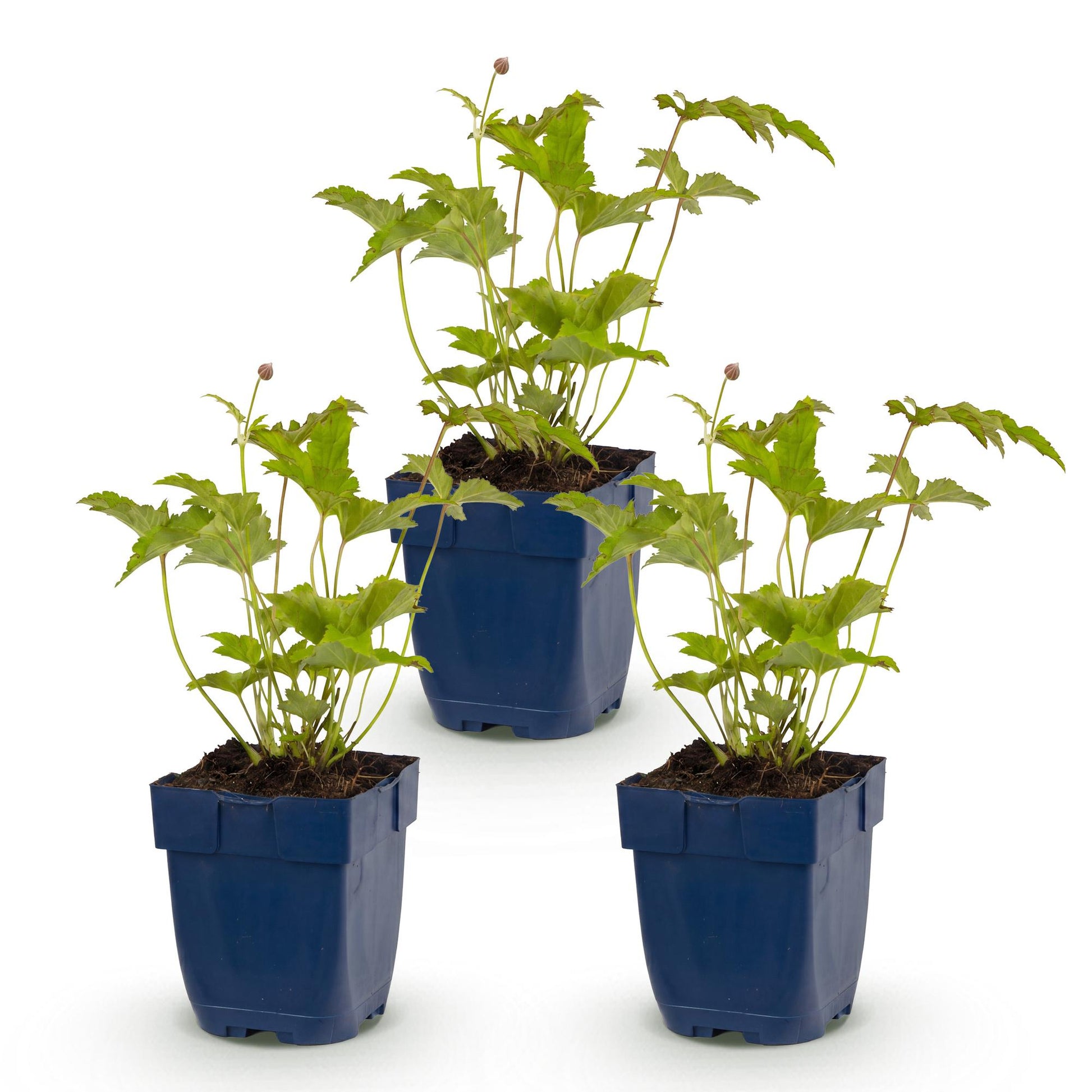 Anémone hybr. Hon. Jobert : trois jeunes plants d'anémone d'automne avec feuilles vertes et petites pousses de fleurs, dans des pots bleus s