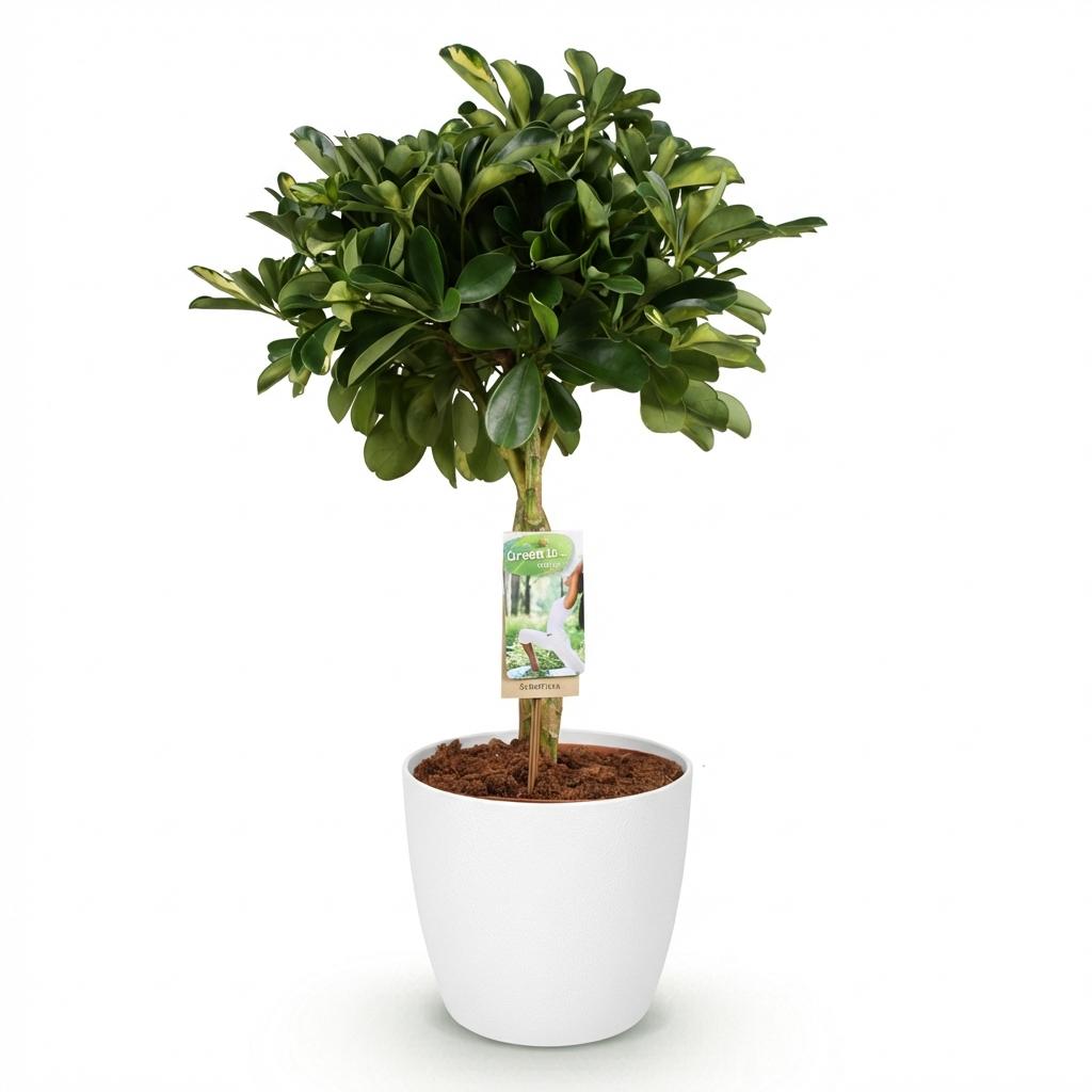 Plantes d'intérieur - Schefflera Gold Capelle - Arbre à doigts - Peu d'entretien - Vert - or - 1 Plante - avec Potter Blanc - Pot 21cm - Hauteur 70-81cm