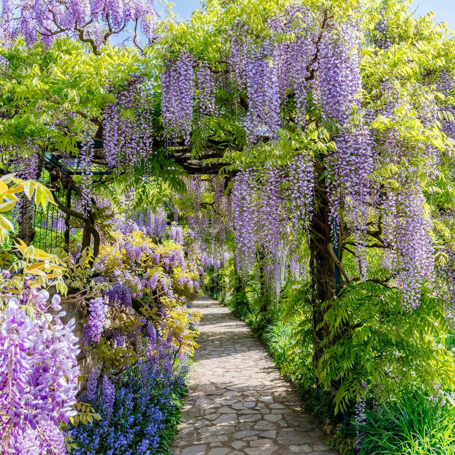 Glycine Wisteria floribunda Prolific : une allée de jardin sous une magnifique tonnelle de glycines fleuries aux grappes violettes.