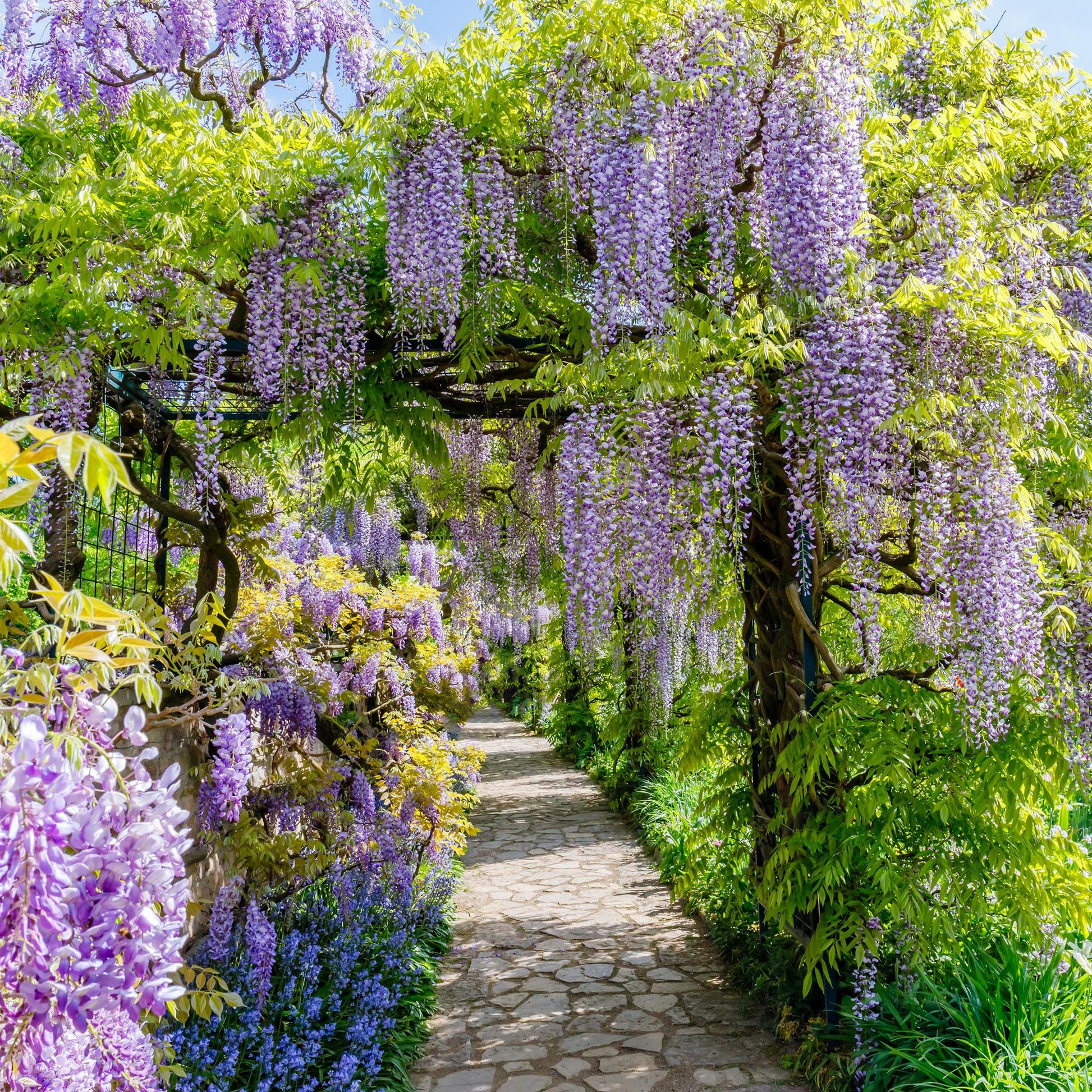 Glycine Wisteria floribunda Prolific : une allée de jardin sous une magnifique tonnelle de glycines fleuries aux grappes violettes.