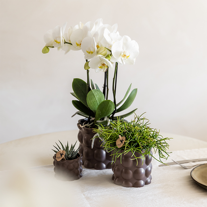 Orchidée Phalaenopsis blanche en pot