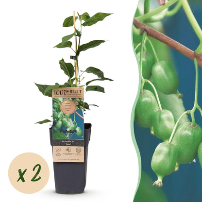Kiwi arguta 'Issai' : plant en pot avec étiquette et une bulle 'x 2' pour 2 plants, à côté d'un gros plan de ses petits kiwis verts.