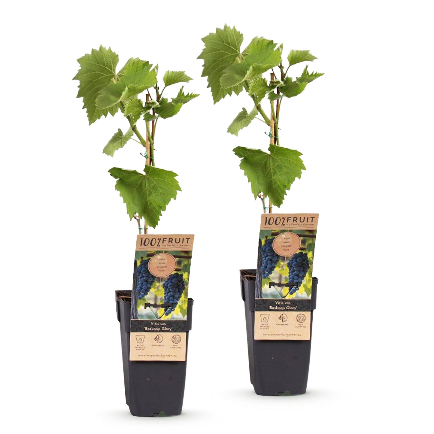 Vitis vinifera Boskoop Glory : deux jeunes plants de vigne à raisins bleus en pot sur fond blanc, prêts à être plantés.