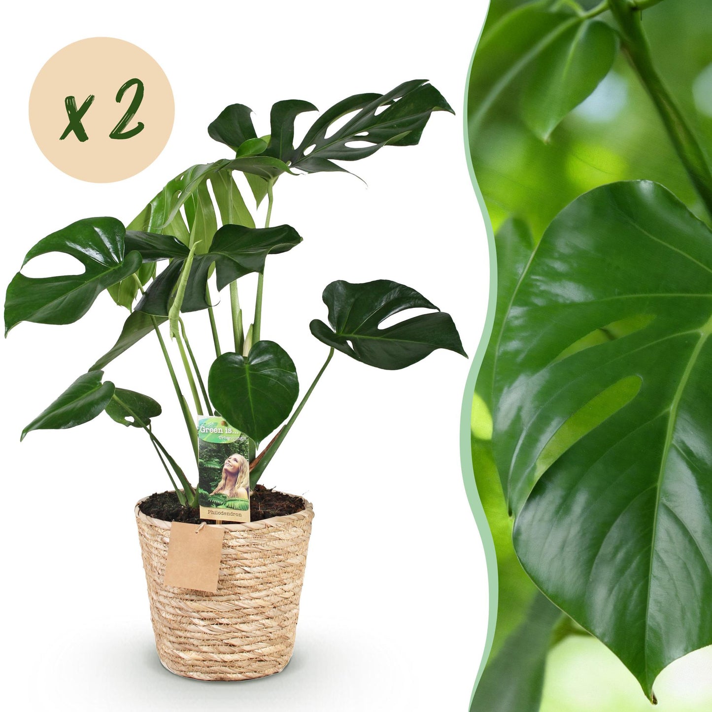 Monstera Deliciosa avec son pot tressé clair et son étiquette de marque, accompagnée d'un gros plan sur son feuillage vert brillant