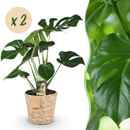 Monstera Deliciosa avec son pot tressé clair et son étiquette de marque, accompagnée d'un gros plan sur son feuillage vert brillant