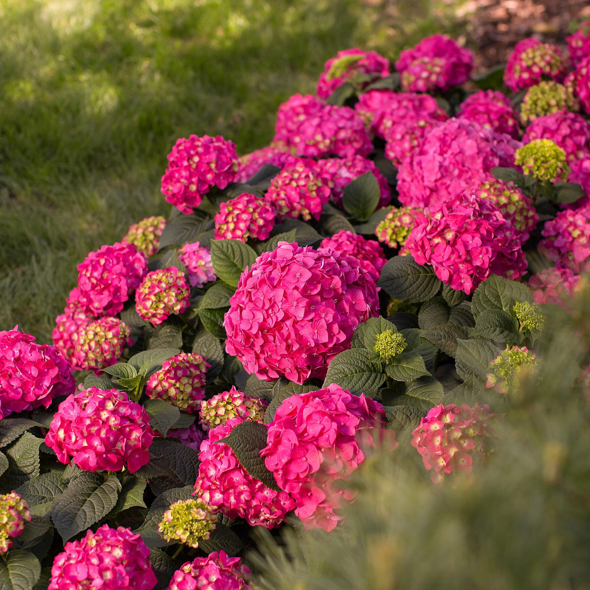 Hortensia 'Summer Love Red' au jardin, Hydrangea macrophylla