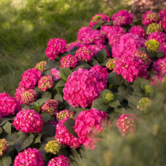 Hortensia 'Summer Love Red' au jardin, Hydrangea macrophylla
