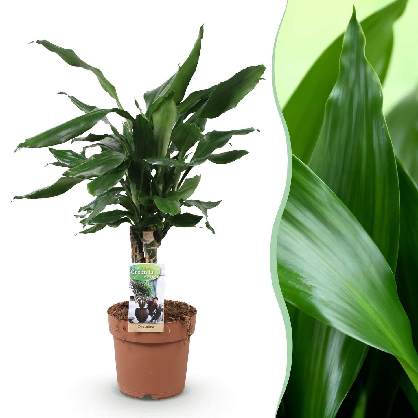 Dracaena fragrans Steudneri plante d'intérieur en pot de 17cm, feuillage vert rubanée, hauteur 50-55cm