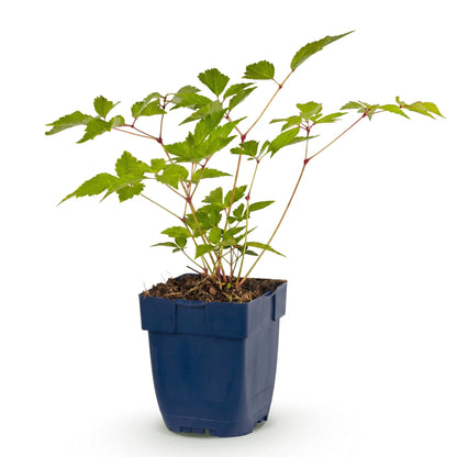 Astilbe : jeune plant en pot, feuillage vert frais, prêt à être planté et à enrichir votre jardin de ses panaches colorés.