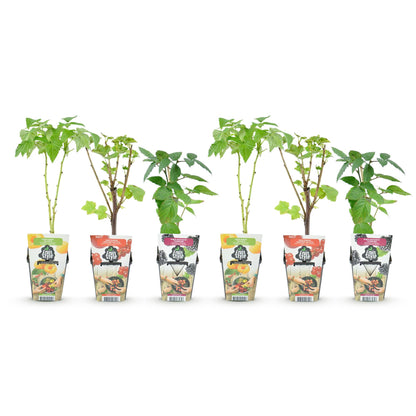Plants de Groseille, Framboise Jaune, Mûre, Myrtille. Plusieurs plants en pot alignés sur fond blanc, prêts à être plantés.