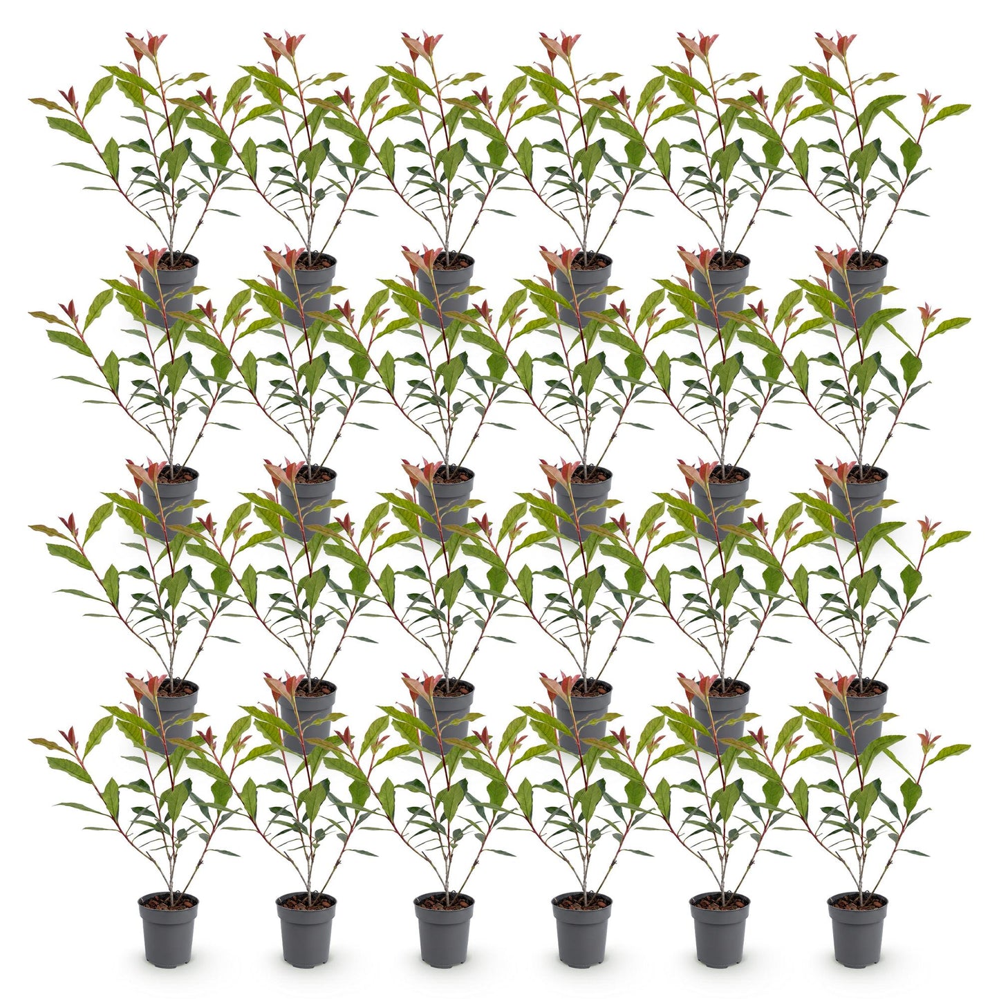 Photinia fraseri Carre Rouge en pots de 9cm, hauteur 25-35cm, lot de plusieurs plants sur fond blanc.