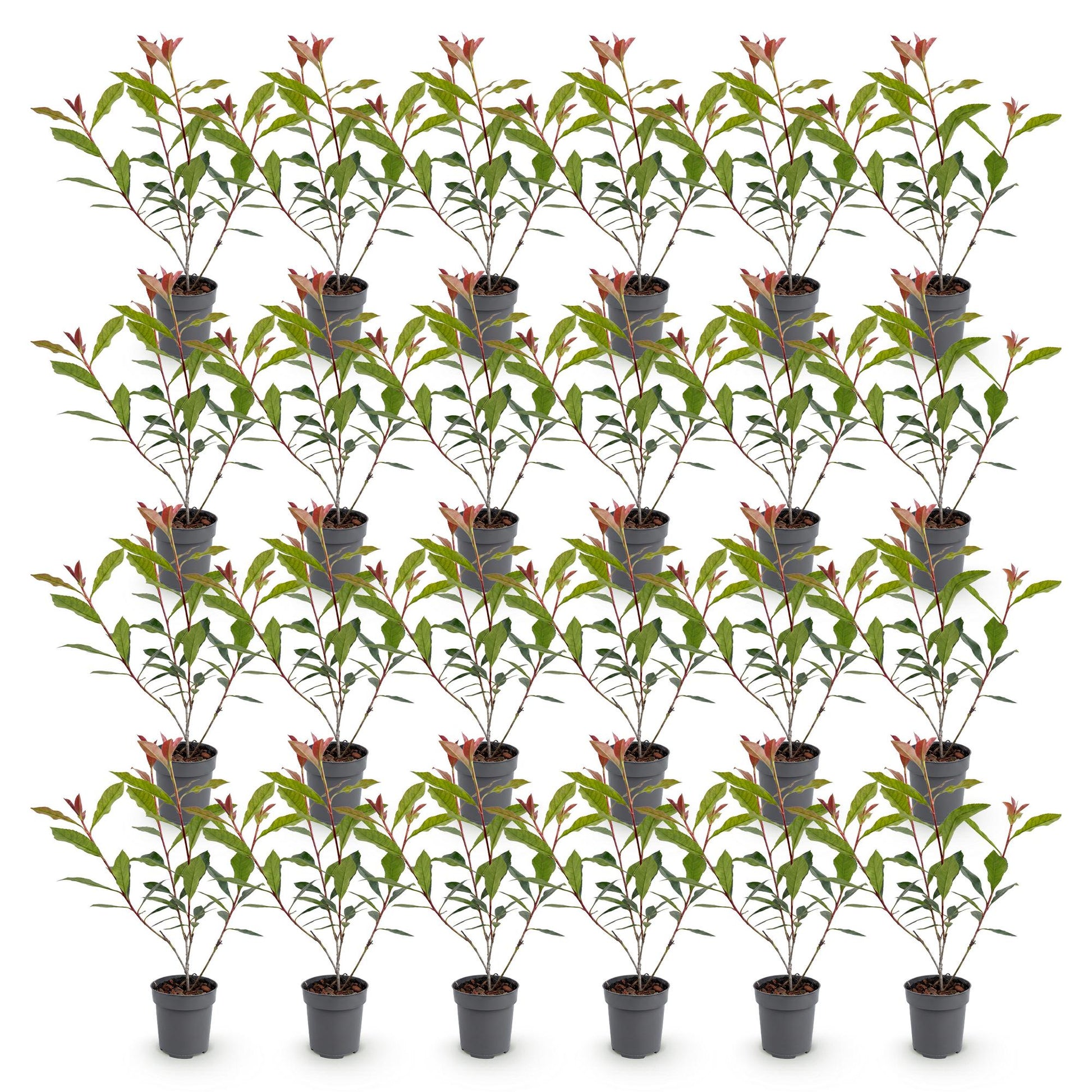 Photinia fraseri Carre Rouge en pots de 9cm, hauteur 25-35cm, lot de plusieurs plants sur fond blanc.