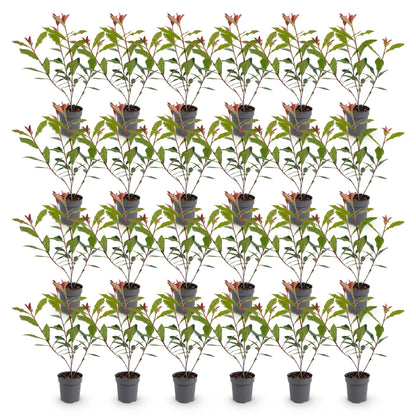 Photinia fraseri Carre Rouge en pots de 9cm, hauteur 25-35cm, lot de plusieurs plants sur fond blanc.