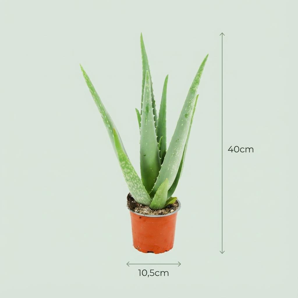 Un Aloë Vera aux feuilles charnues et pointues, dans un pot de culture de 10,5cm