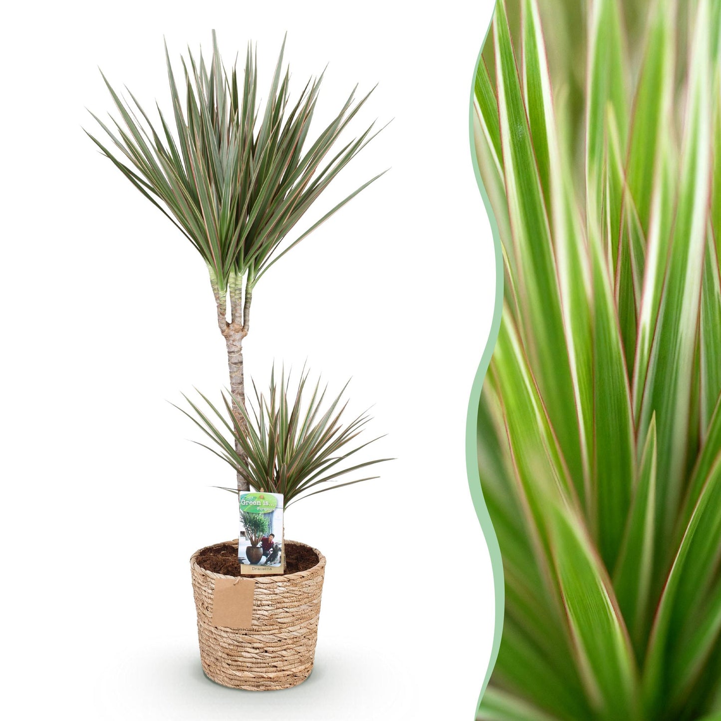 Plantes d'intérieur - Dracaena Marginata Bicolor - Arbre à dragon - Peu d'entretien - avec panier - Vert - marron - 1 Plante - Pot 21cm - Hauteur 90-100cm