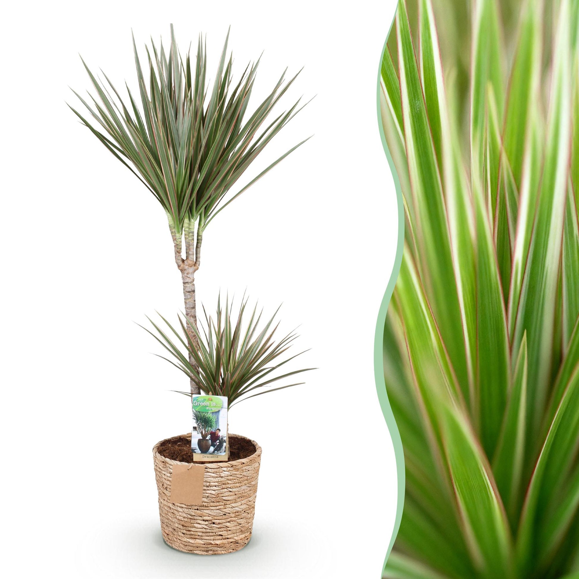 Plantes d'intérieur - Dracaena Marginata Bicolor - Arbre à dragon - Peu d'entretien - avec panier - Vert - marron - 1 Plante - Pot 21cm - Hauteur 90-100cm
