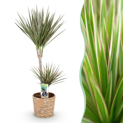 Plantes d'intérieur - Dracaena Marginata Bicolor - Arbre à dragon - Peu d'entretien - avec panier - Vert - marron - 1 Plante - Pot 21cm - Hauteur 90-100cm