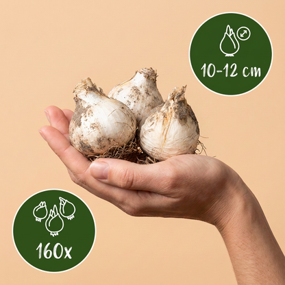 Bulbes d'Ail de Sicile tenus dans une main, calibre 10-12 cm, lot de 160 bulbes.